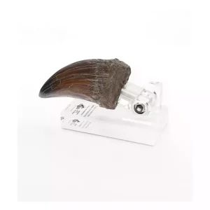 Jurassic Park: Statua Artiglio Mano T-Rex ECC 13 cm