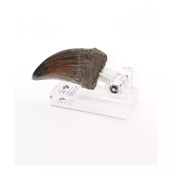 jurassic-park-statue-t-rex-hand-claw-13-cm-1786521510-0